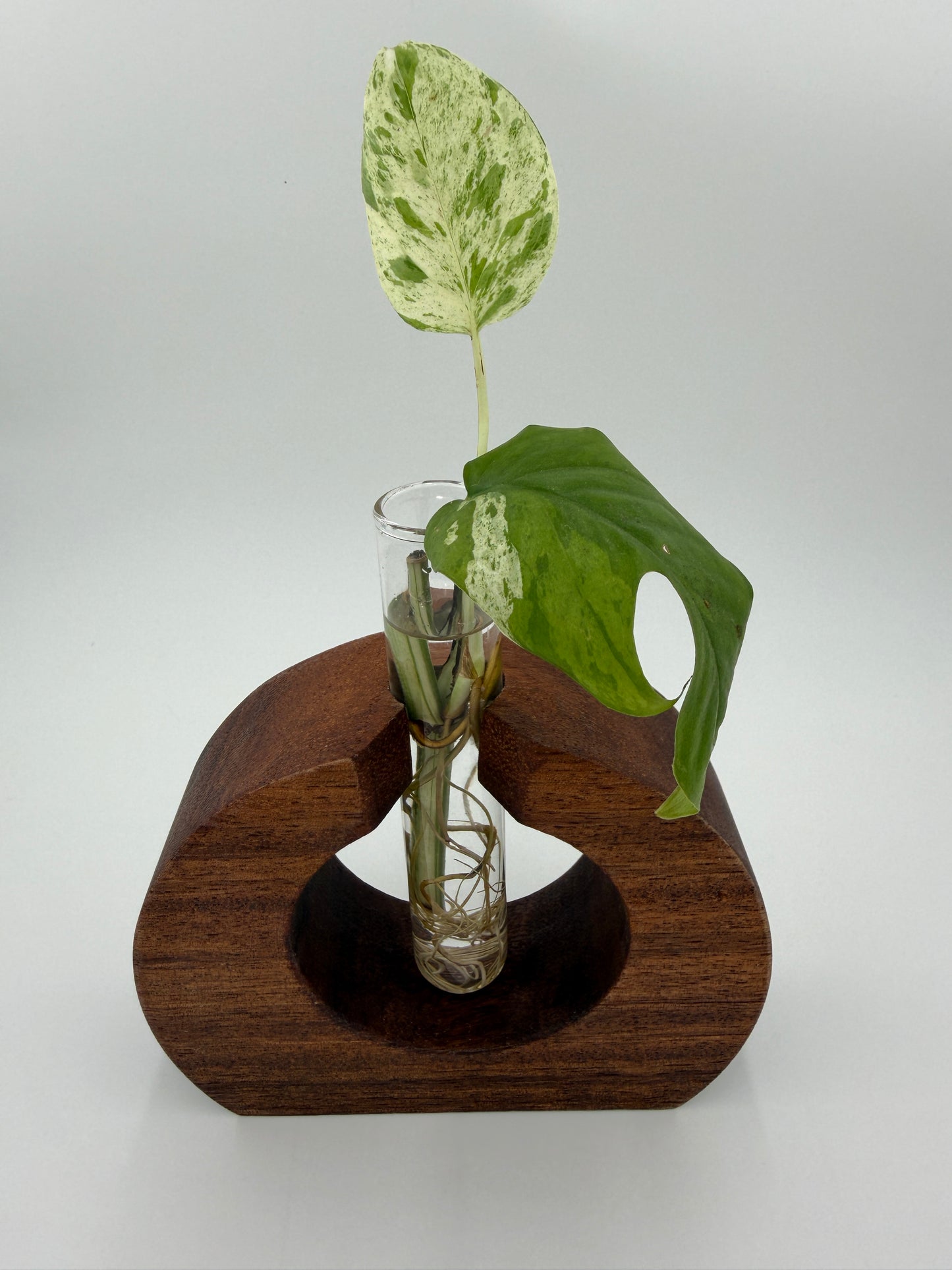 The Ring of Life Propagation Station