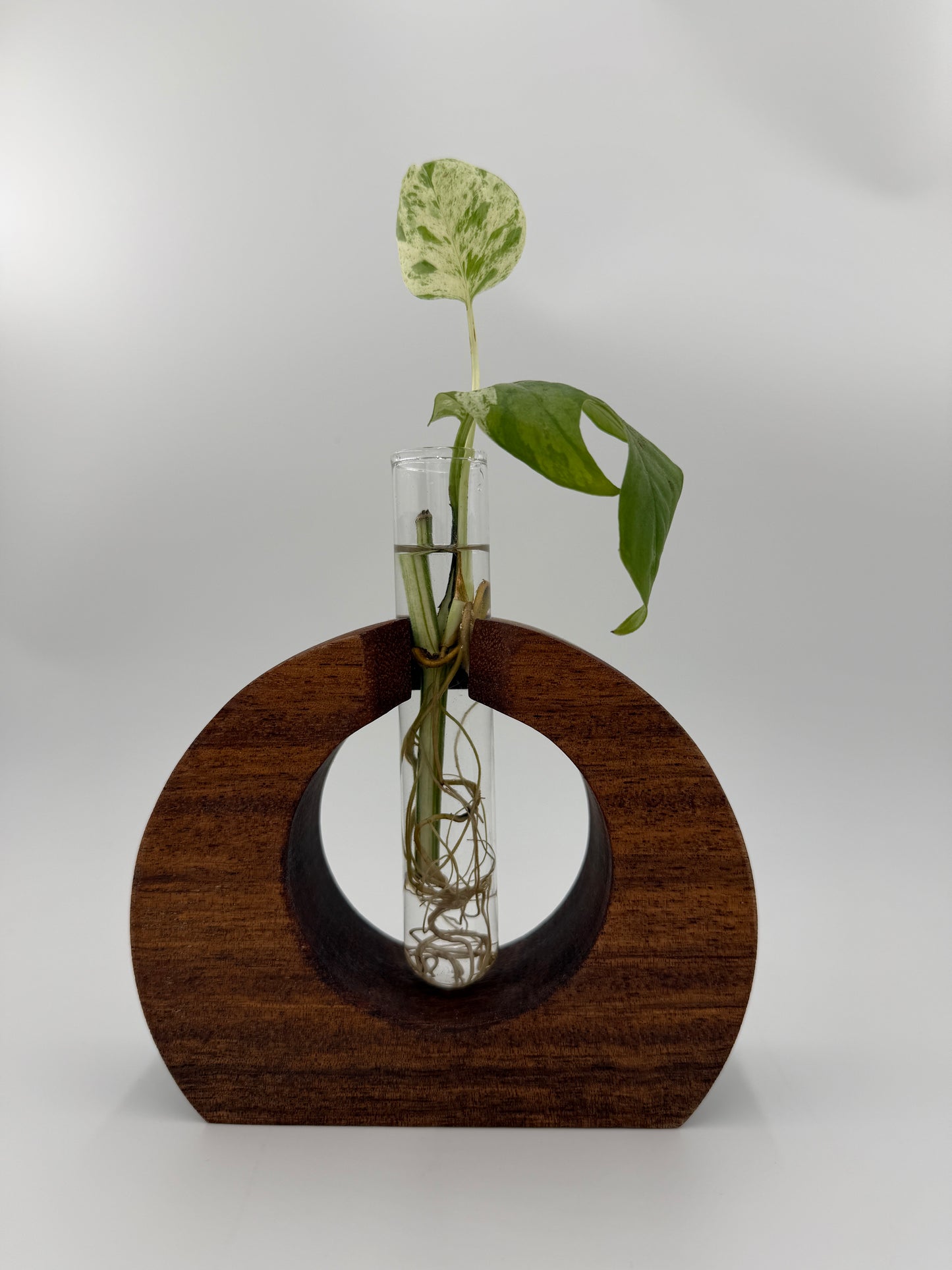 The Ring of Life Propagation Station